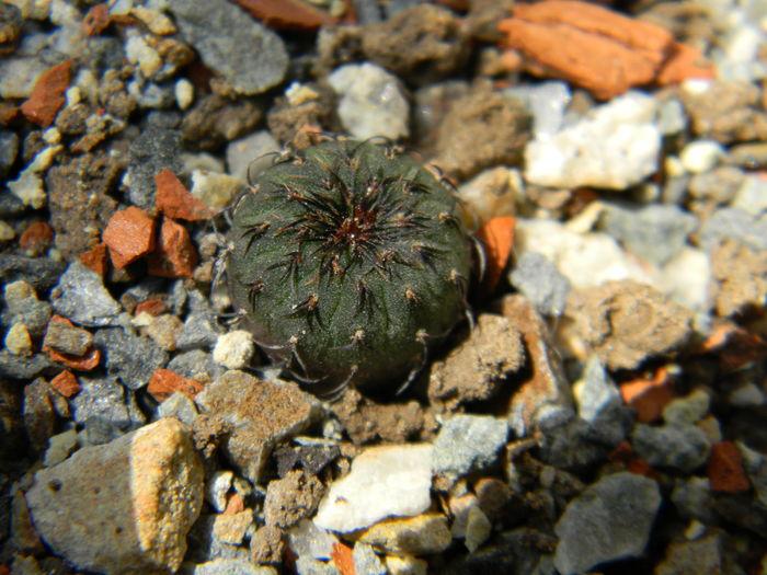 Frailea castanea - Genul Frailea