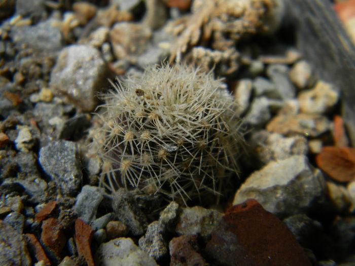 DSCN6608 - Genul Rebutia-Sulcorebutia