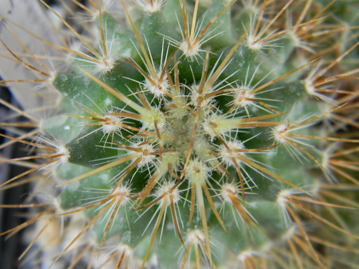 DSCN6613 - Genul Mammillaria