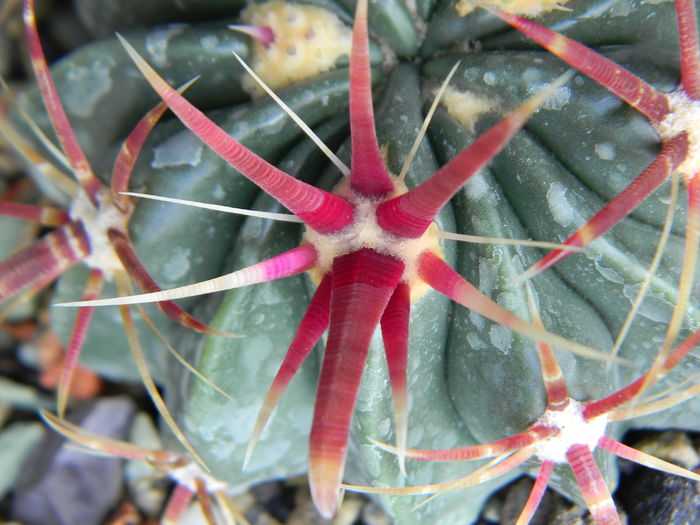 Ferocactus latispinus - Genul Ferocactus