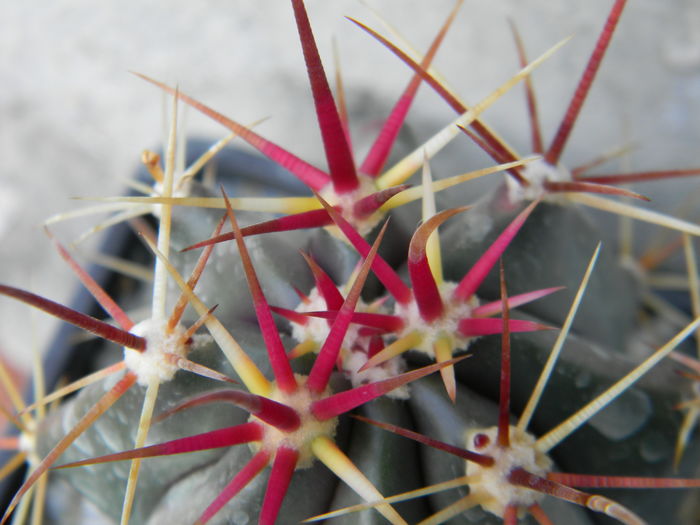 Ferocactus emoryi? - Genul Ferocactus