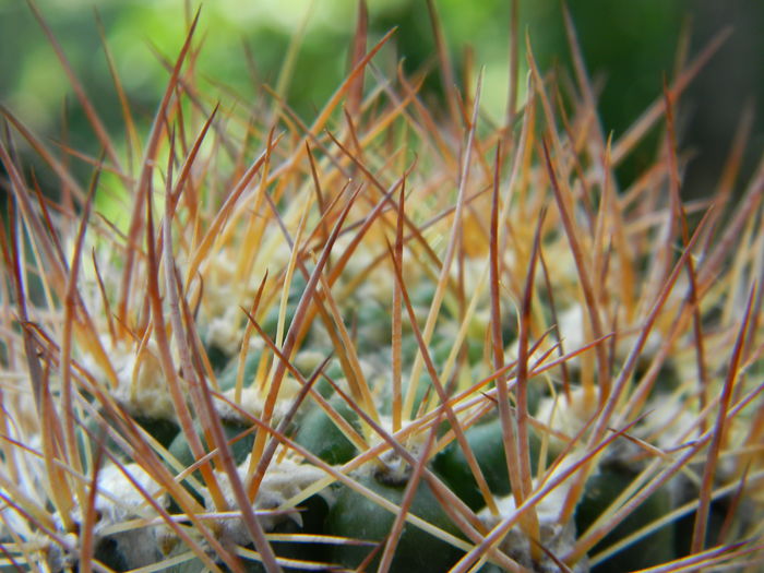 Weingartia lanata - Genul Weingartia