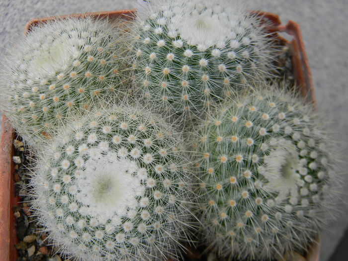 DSCN6643 - Genul Notocactus-Parodia