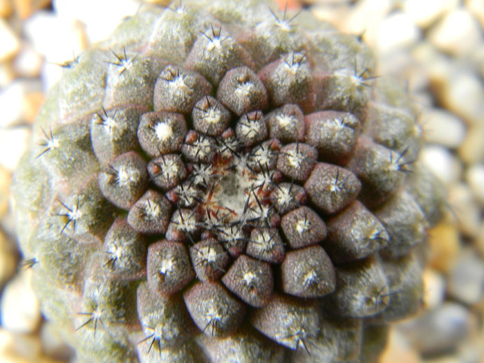 Copiapoa hypogaea FR261 - Genul Copiapoa