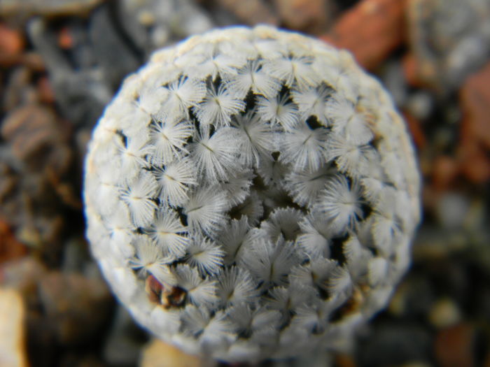 Mammillaria sanchez-mejoradae