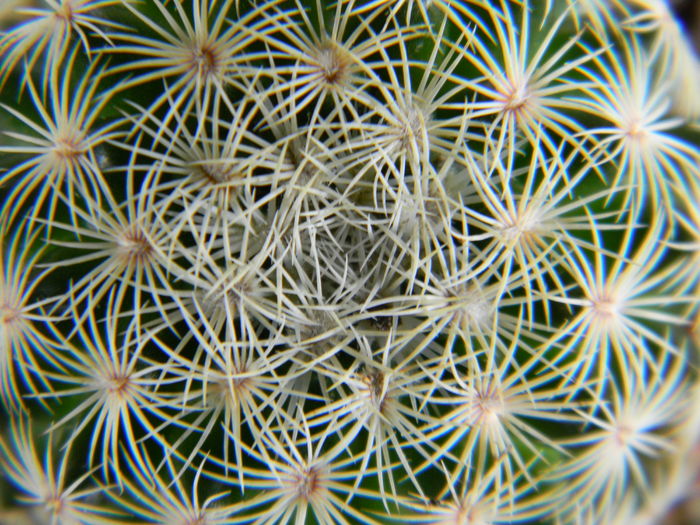 Mammillaria solisioides - Genul Mammillaria