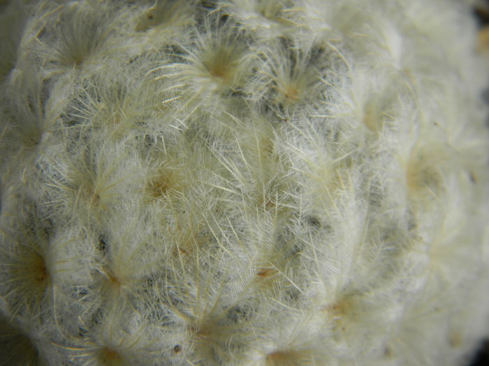 Mammillaria plumosa - Genul Mammillaria