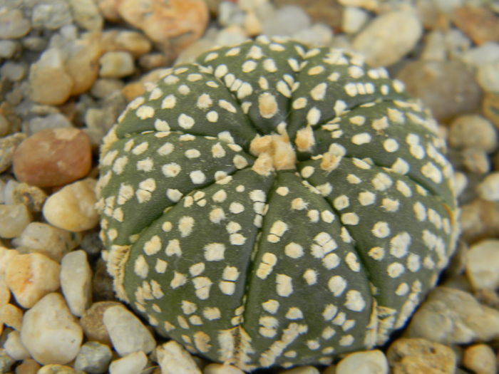 Superkabuto - Genul Astrophytum