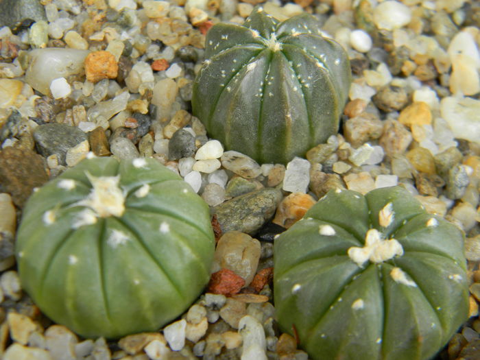 DSCN6658 - Genul Astrophytum