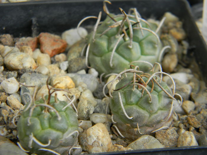 T. schmiedickeanus ssp. rubriflorus