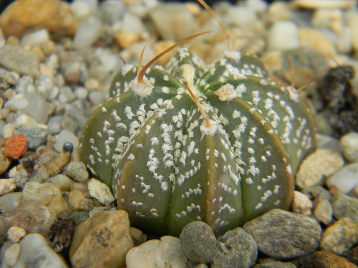 DSCN6664 - Genul Astrophytum