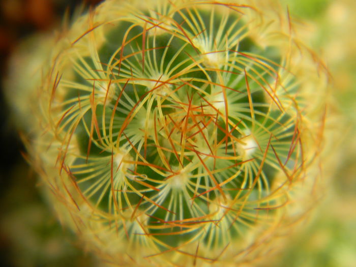 DSCN6669 - Genul Mammillaria