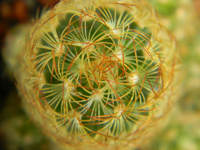 DSCN6670 - Genul Mammillaria