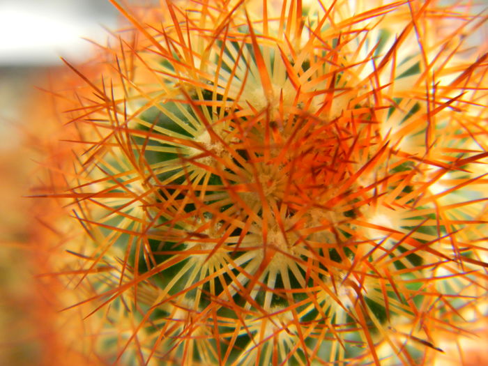 DSCN6672 - Genul Mammillaria