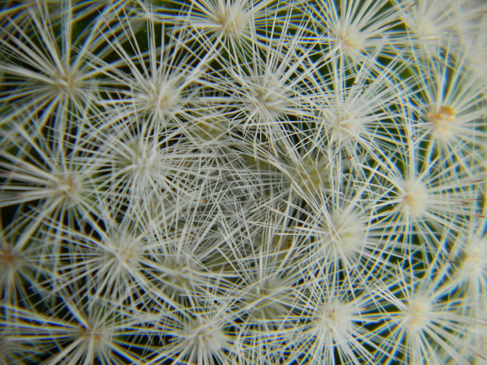Mammillaria candida - Genul Mammillaria