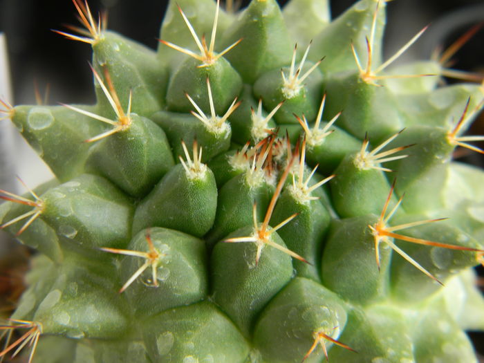 necunoscuta - Genul Mammillaria