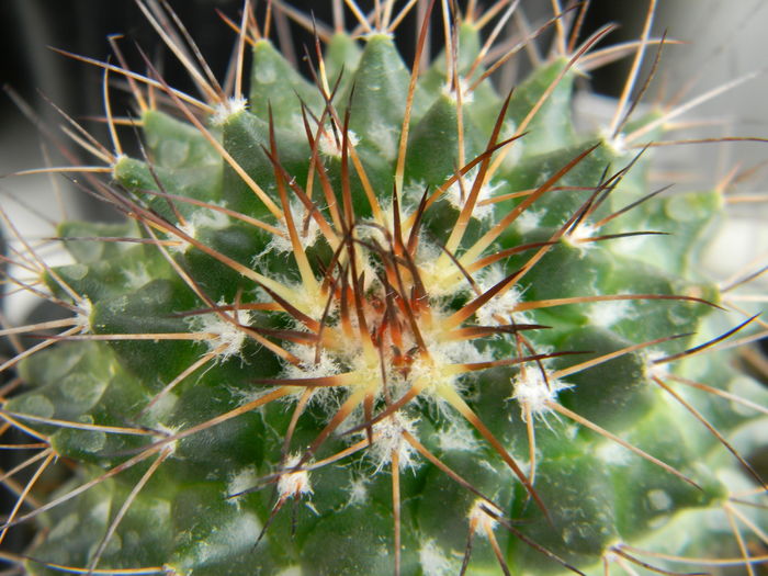 necunoscuta-posibil M. polythele - Genul Mammillaria