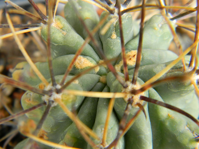 Glandulicactus uncinatus ssp. wrightii - Genul Glandulicactus