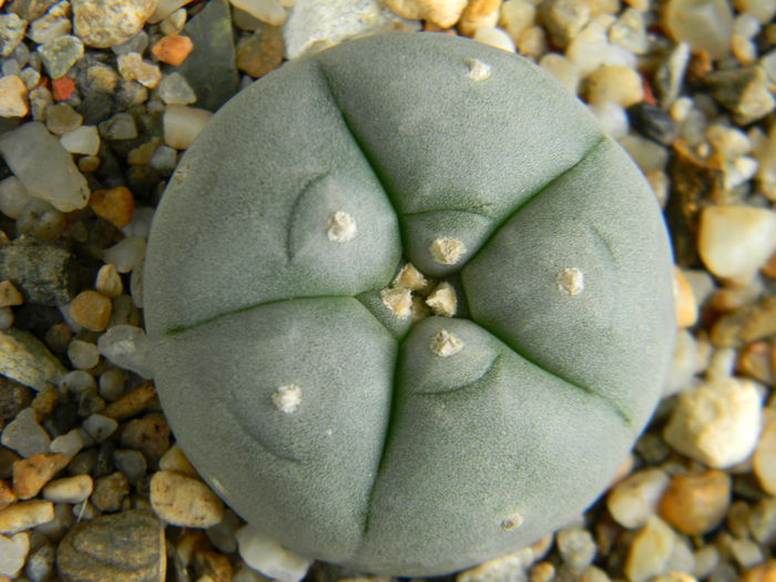 Lophophora williamsii 1 - Genul Lophophora