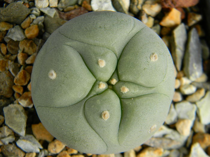 Lophophora williamsii 2