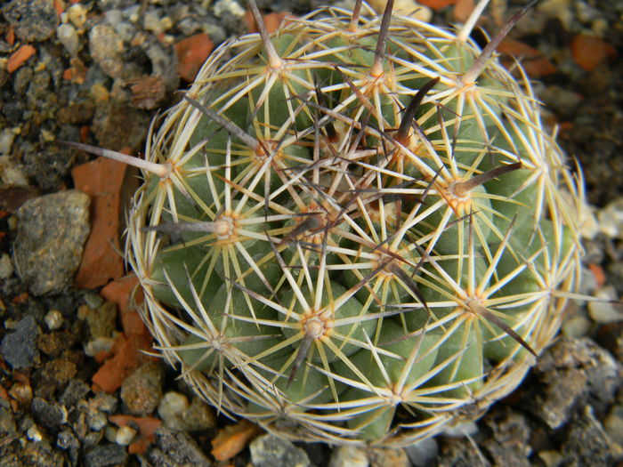 Coryphantha cornifera