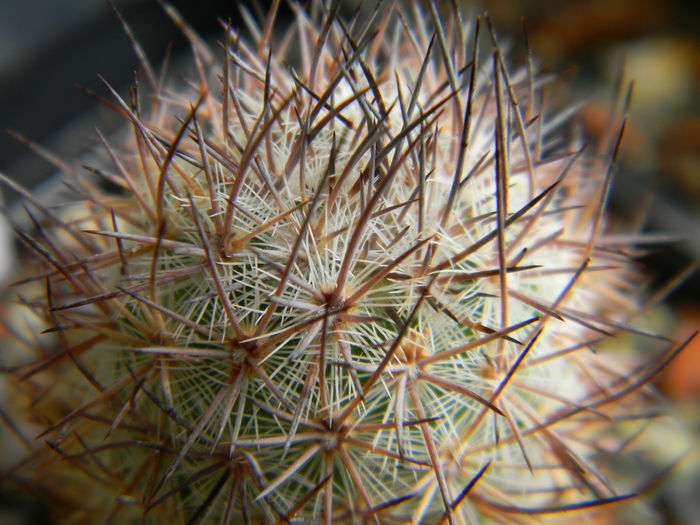 Mammillaria potsii (leona) - Genul Mammillaria