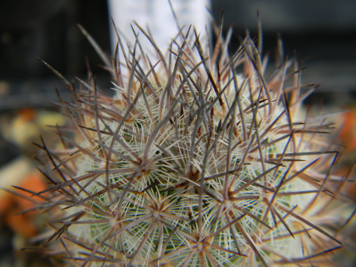 Mammillaria potsii (leona) - Genul Mammillaria
