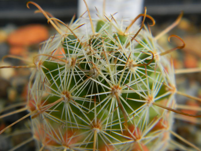 DSCN6686 - Genul Mammillaria