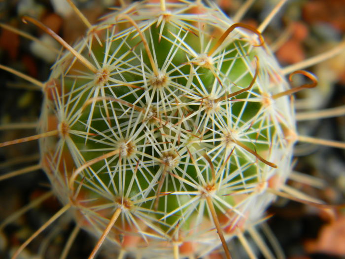 DSCN6687 - Genul Mammillaria