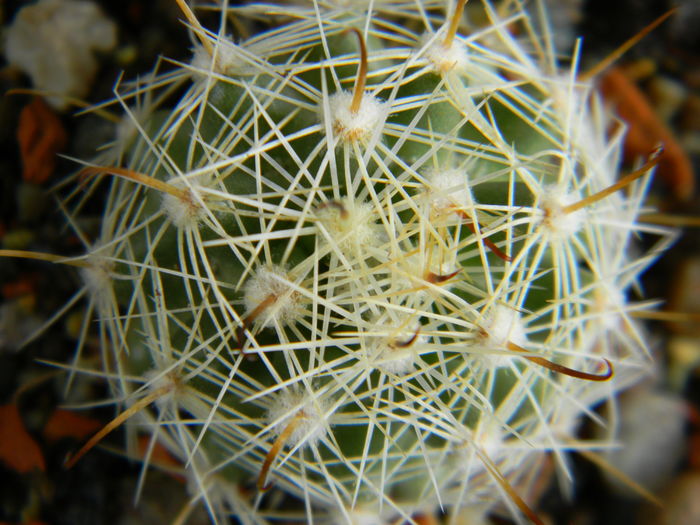 Mammillaria boolii - Genul Mammillaria