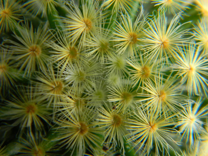 DSCN6689 - Genul Mammillaria