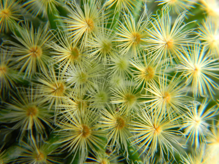 DSCN6690 - Genul Mammillaria
