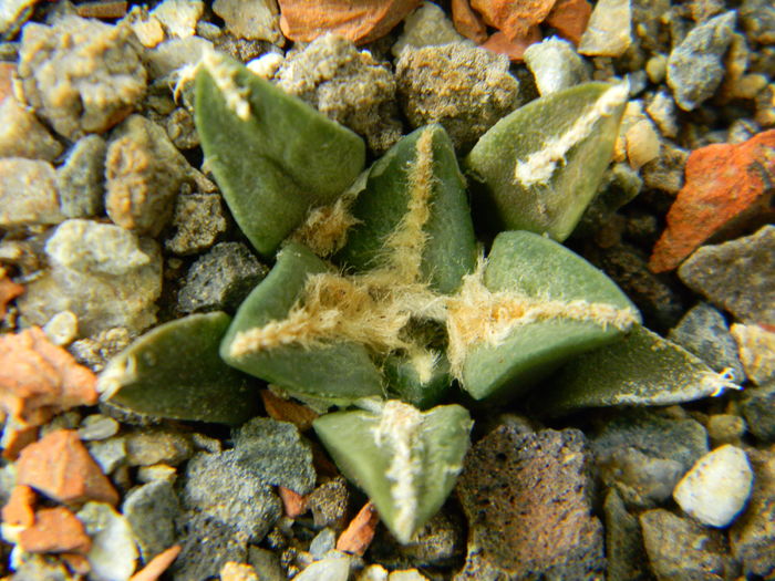 Ariocarpus kotschoubeyanus v. macdowellii - Genul Ariocarpus