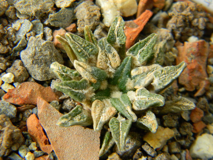 Ariocarpus kotschoubeyanus v. macdowellii