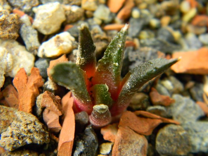 Ariocarpus fissuratus ssp.hintonii - Genul Ariocarpus