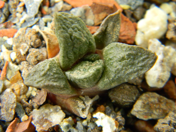 Ariocarpus fissuratus