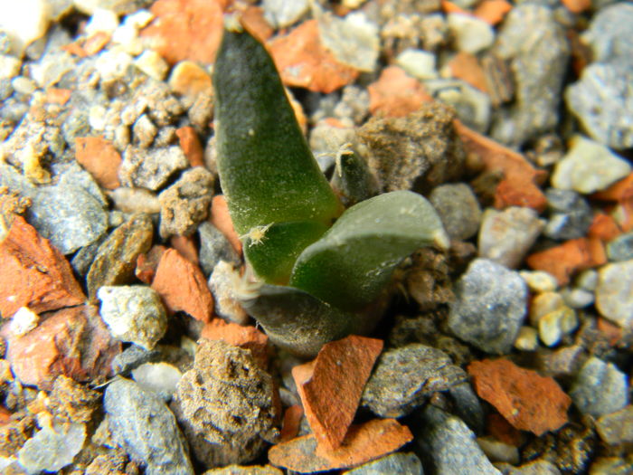Ariocarpus retusus ssp. panarottoi - Genul Ariocarpus