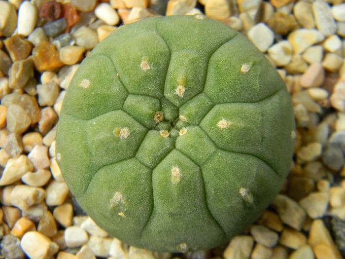 Matucana madisoniorum