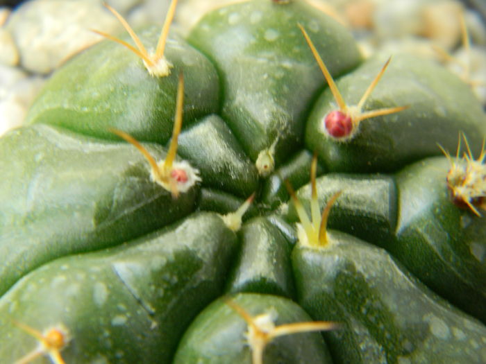 DSCN6698 - Genul Gymnocalycium