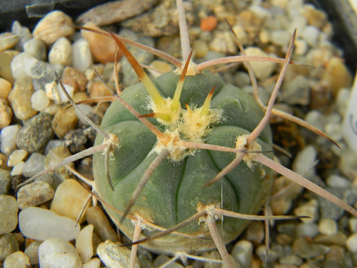 DSCN6701 - Genul Gymnocalycium