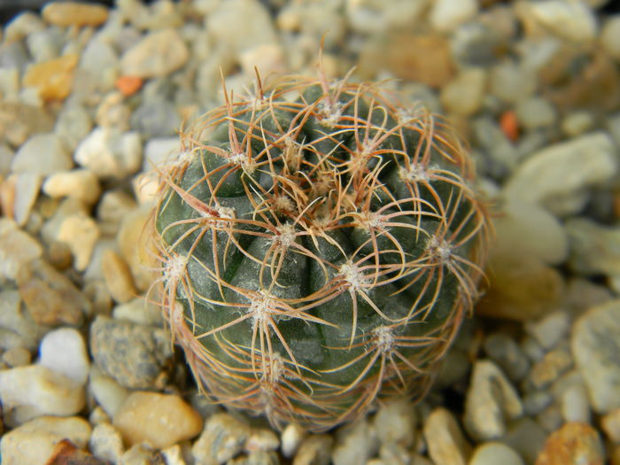 DSCN6702 - Genul Gymnocalycium