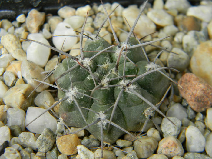 DSCN6704 - Genul Gymnocalycium