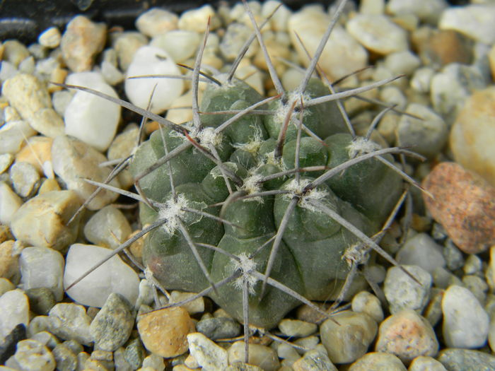 DSCN6705 - Genul Gymnocalycium