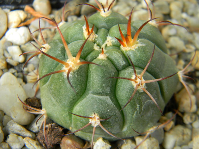 DSCN6706 - Genul Gymnocalycium