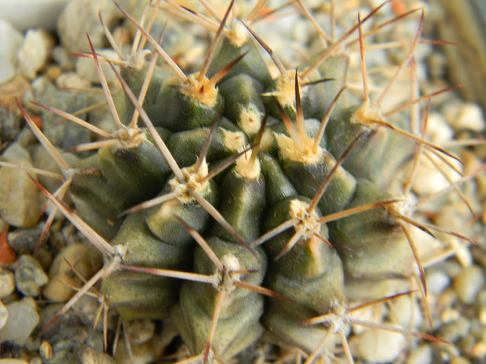 DSCN6707 - Genul Gymnocalycium