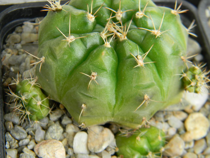 DSCN6709 - Genul Gymnocalycium