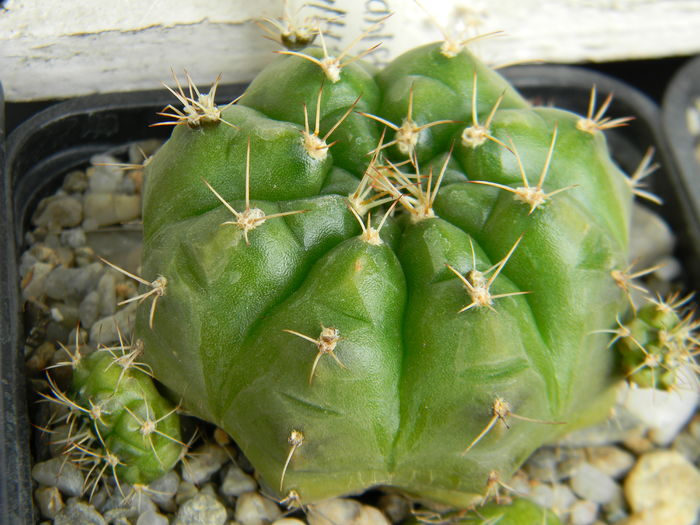 DSCN6710 - Genul Gymnocalycium