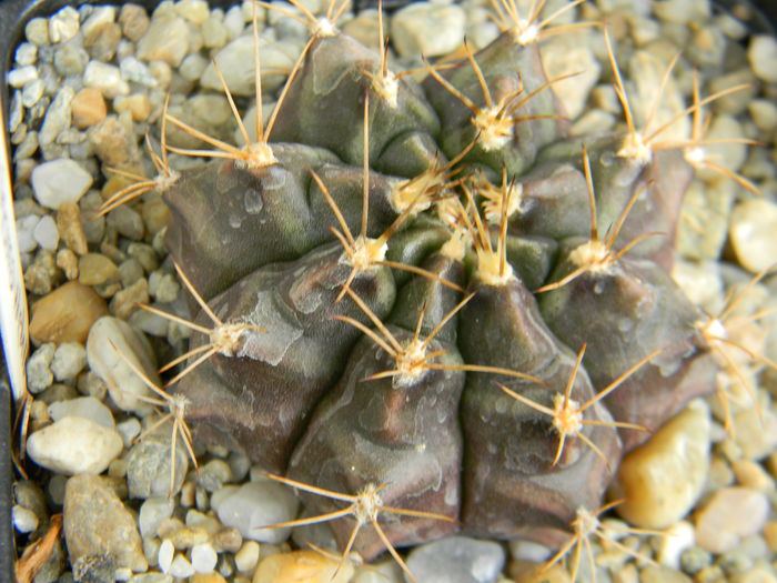 DSCN6711 - Genul Gymnocalycium