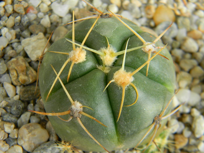 DSCN6713 - Genul Gymnocalycium