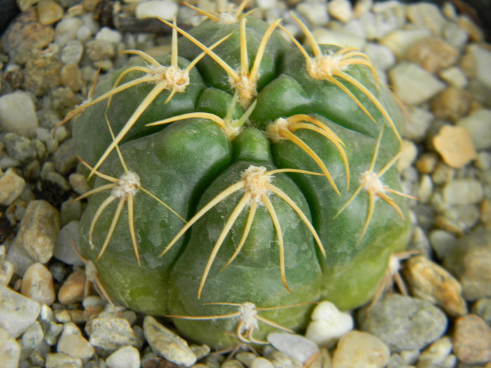 DSCN6714 - Genul Gymnocalycium